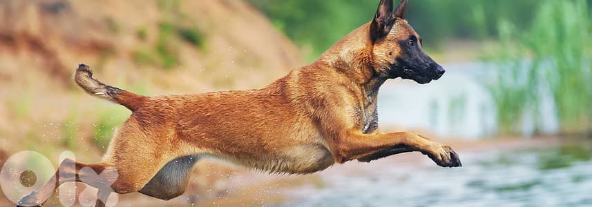 Female Belgian Malinois Puppy