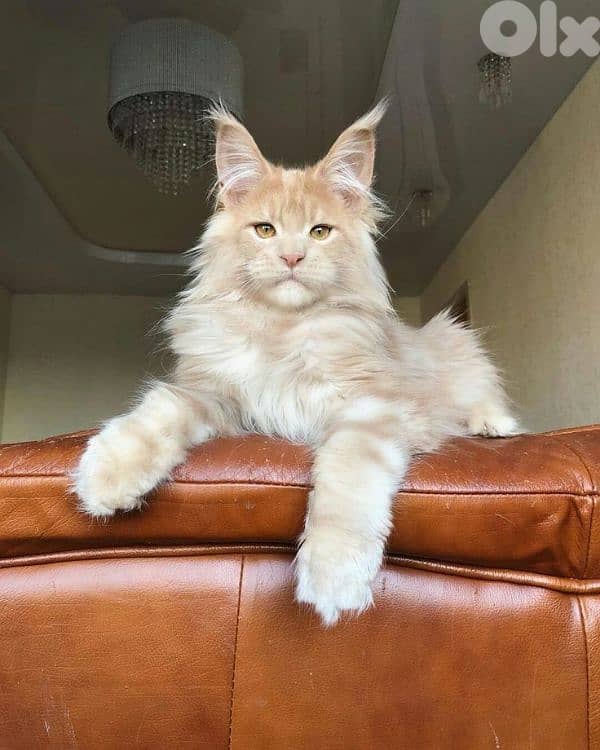 Imported Maine Coon Kittens/ cat قطط 0