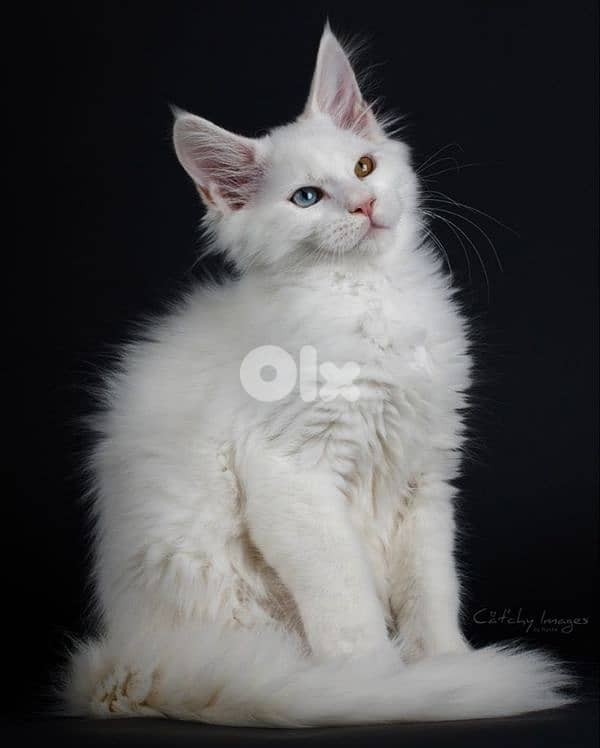 Snow Maine Coon Kitten/ cat قطط 0