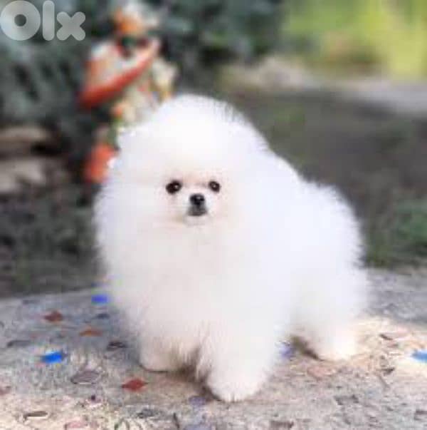 بومرينيان 0