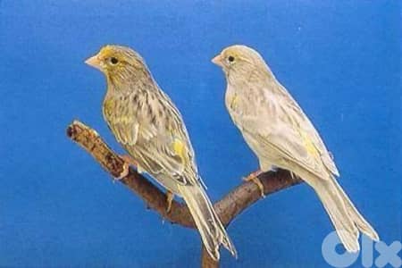 Matloub joz Agathe ring 2025 bi sohha mhiha ou bi se3r Mnih bi Beirut