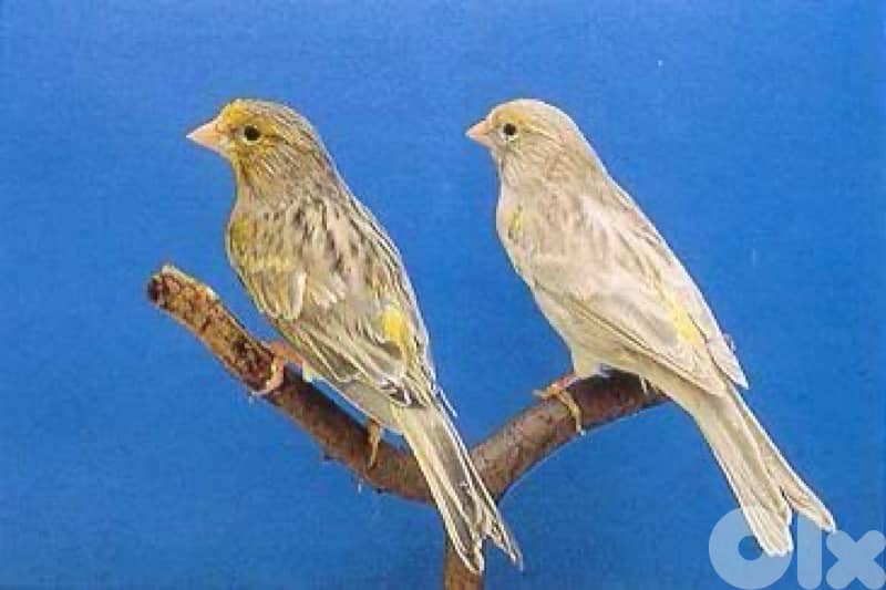 Matloub joz Agathe aw red factor ring 2025 bi sohha ou bi se3r Mnih 0