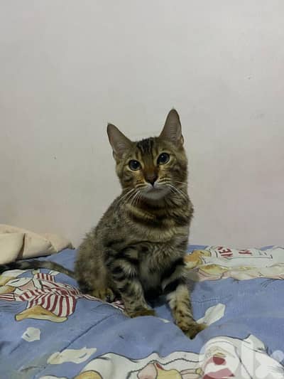 5 months old bengal for sale