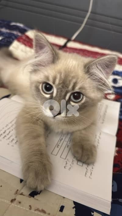 himalayan blue point