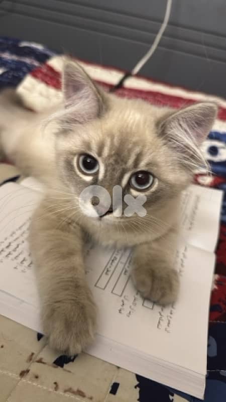 himalayan blue point 0