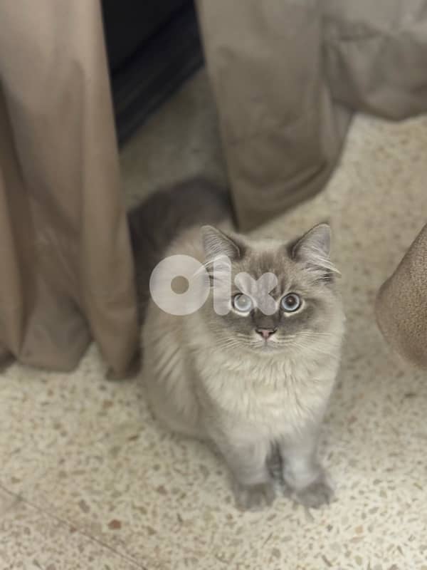 himalayan blue point 2