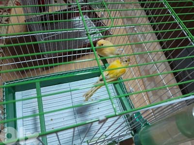 دكرين و انتايتين كنار مخاليف للبيع شغل بيت شغل كتير نضيف مش تجاري