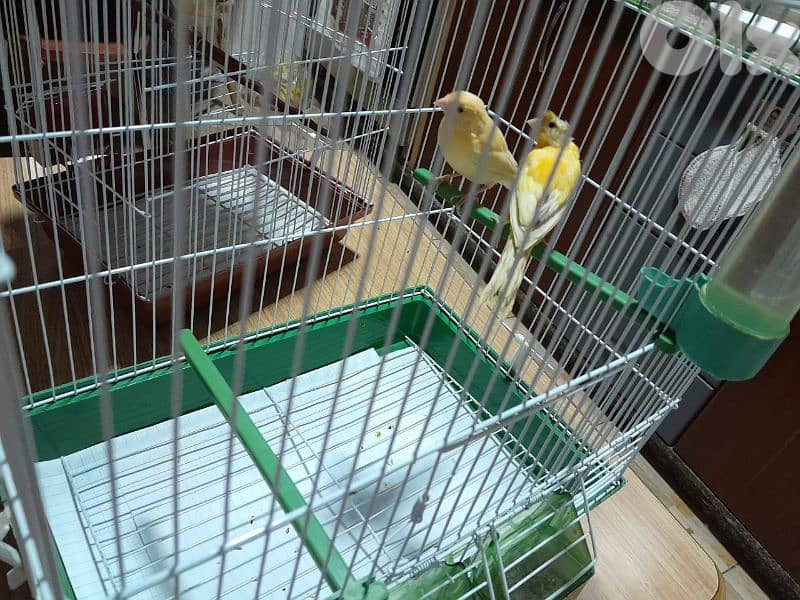 دكرين و انتايتين كنار مخاليف للبيع شغل بيت شغل كتير نضيف مش تجاري 1