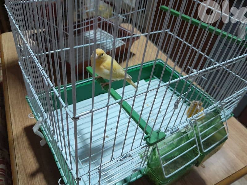 دكرين و انتايتين كنار مخاليف للبيع شغل بيت شغل كتير نضيف مش تجاري 2