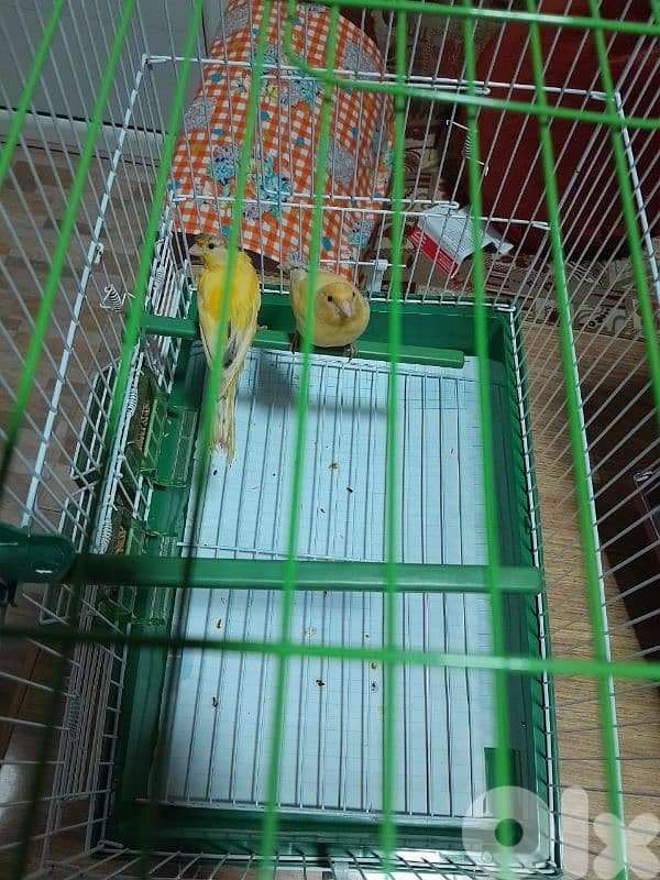 دكرين و انتايتين كنار مخاليف للبيع شغل بيت شغل كتير نضيف مش تجاري 3