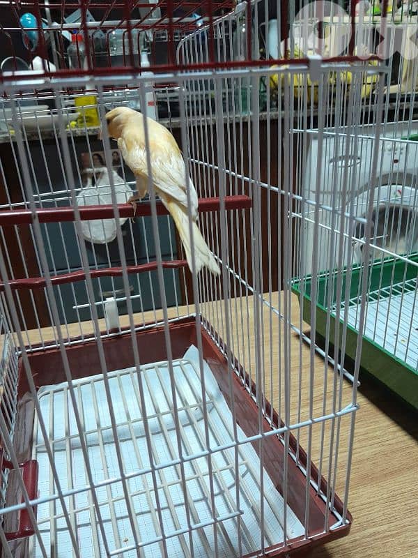 دكرين و انتايتين كنار مخاليف للبيع شغل بيت شغل كتير نضيف مش تجاري 4