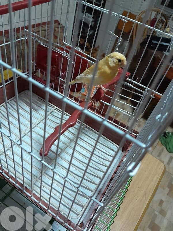 دكرين و انتايتين كنار مخاليف للبيع شغل بيت شغل كتير نضيف مش تجاري 5