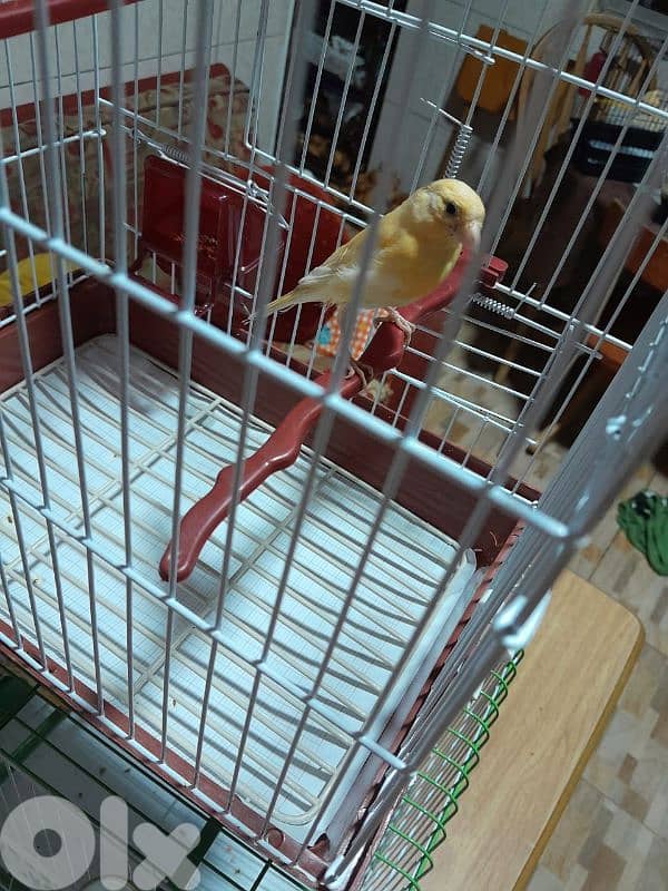 دكرين و انتايتين كنار مخاليف للبيع شغل بيت شغل كتير نضيف مش تجاري 6