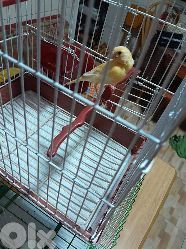 دكرين و انتايتين كنار مخاليف للبيع شغل بيت شغل كتير نضيف مش تجاري 7