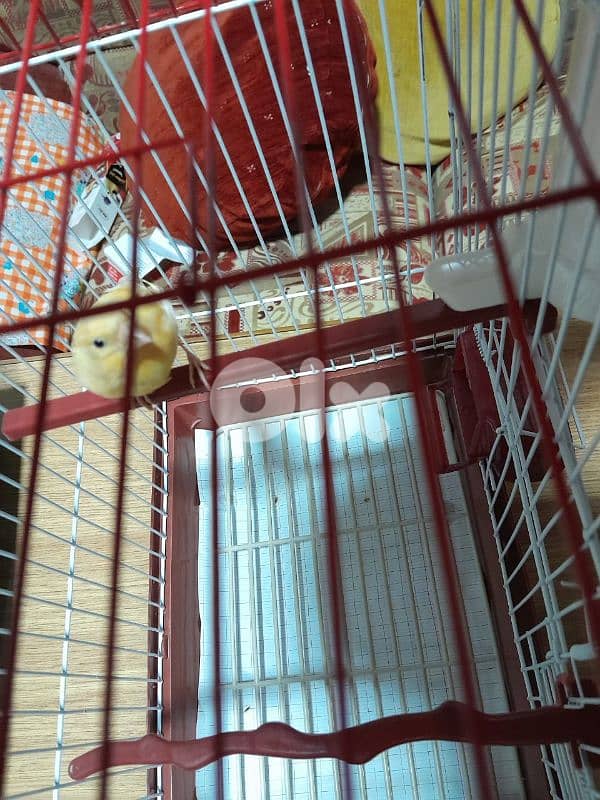 دكرين و انتايتين كنار مخاليف للبيع شغل بيت شغل كتير نضيف مش تجاري 8