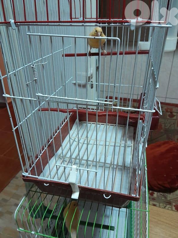 دكرين و انتايتين كنار مخاليف للبيع شغل بيت شغل كتير نضيف مش تجاري 9