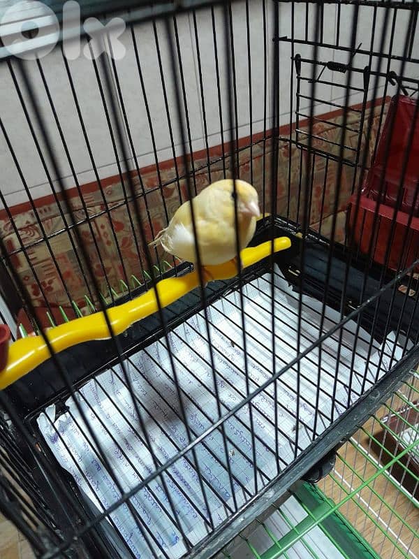 دكرين و انتايتين كنار مخاليف للبيع شغل بيت شغل كتير نضيف مش تجاري 10