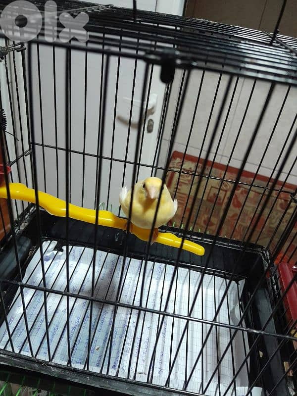 دكرين و انتايتين كنار مخاليف للبيع شغل بيت شغل كتير نضيف مش تجاري 12