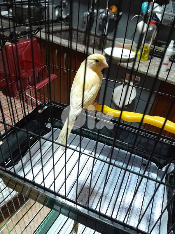 دكرين و انتايتين كنار مخاليف للبيع شغل بيت شغل كتير نضيف مش تجاري 13