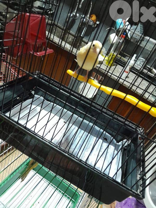 دكرين و انتايتين كنار مخاليف للبيع شغل بيت شغل كتير نضيف مش تجاري 15