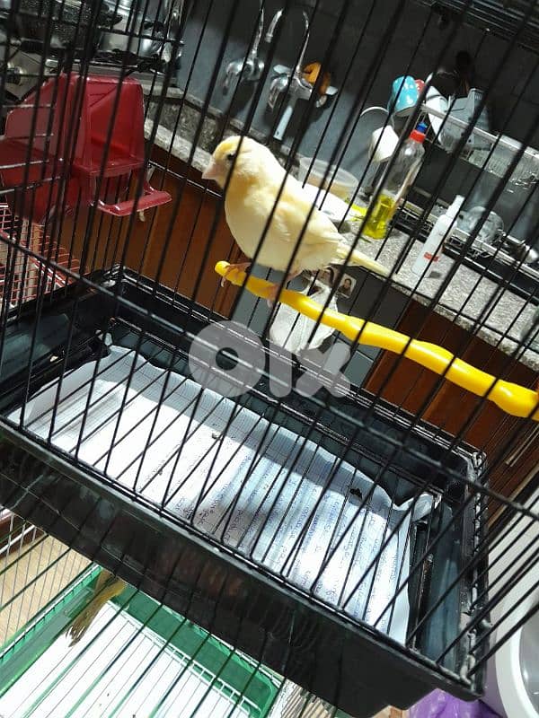 دكرين و انتايتين كنار مخاليف للبيع شغل بيت شغل كتير نضيف مش تجاري 17