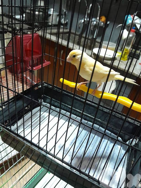 دكرين و انتايتين كنار مخاليف للبيع شغل بيت شغل كتير نضيف مش تجاري 18