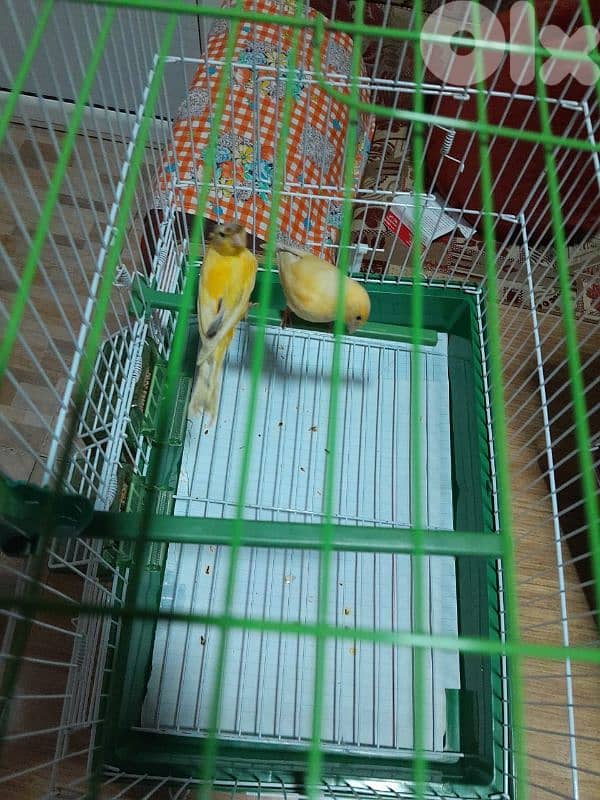 دكرين و انتايتين كنار مخاليف للبيع شغل بيت شغل كتير نضيف مش تجاري 19