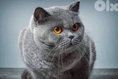 ذكر بريتش للتزاوج