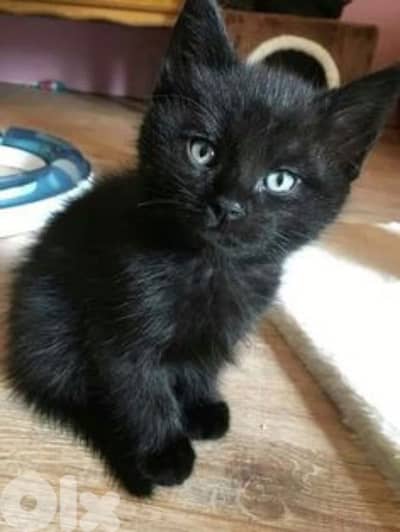 Black British for sell