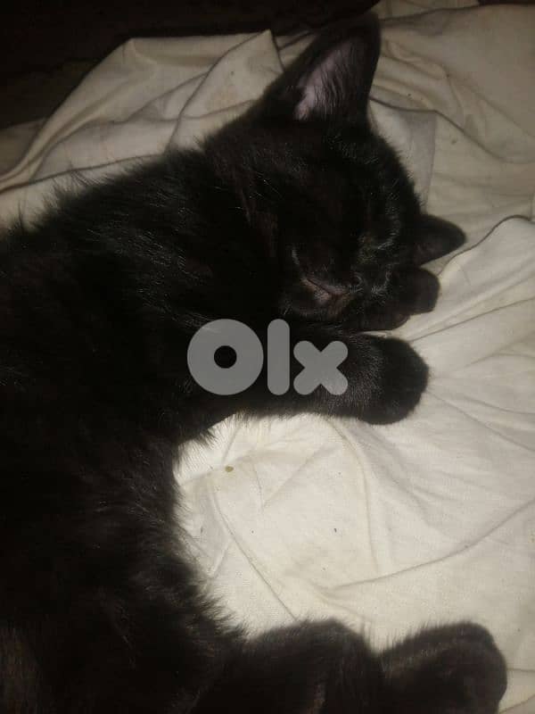 Black British for sell 1