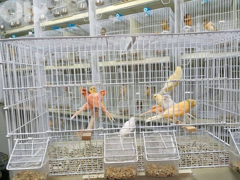 كنار بلدي اكسترا صحة و نشاط 1