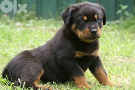 rottweiler serbian