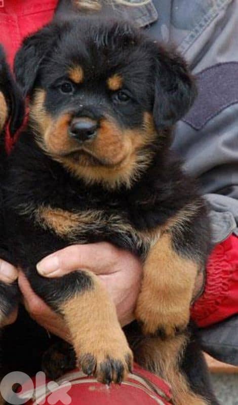 rottweiler serbian 2