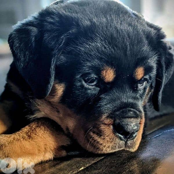 rottweiler serbian 3