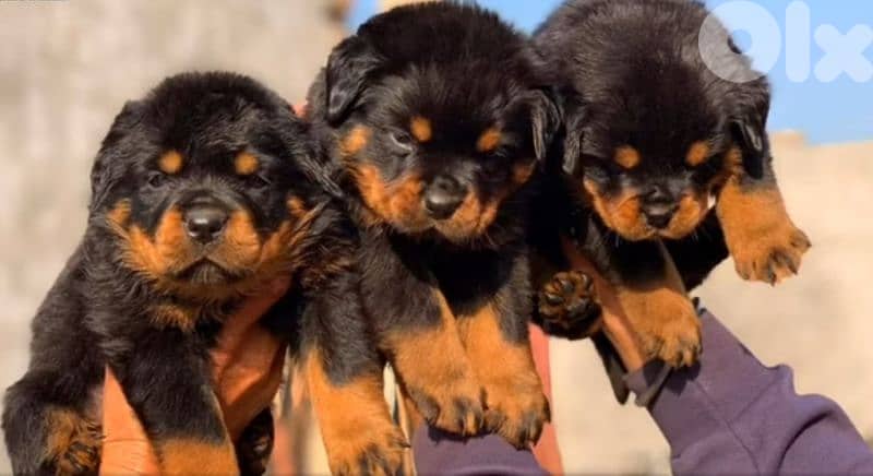rottweiler serbian 4