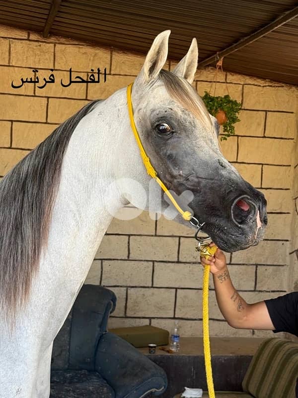 فرس واهو عربية مثبوت حامل من الفحل فرتس 4