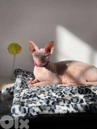 Sphynx Kitten in Store/ cat قطط