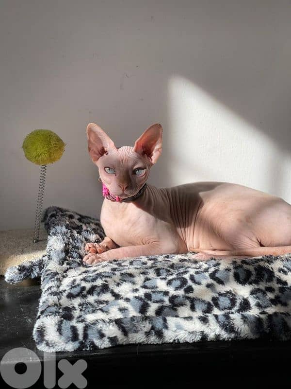 Sphynx Kitten in Store/ cat قطط 0