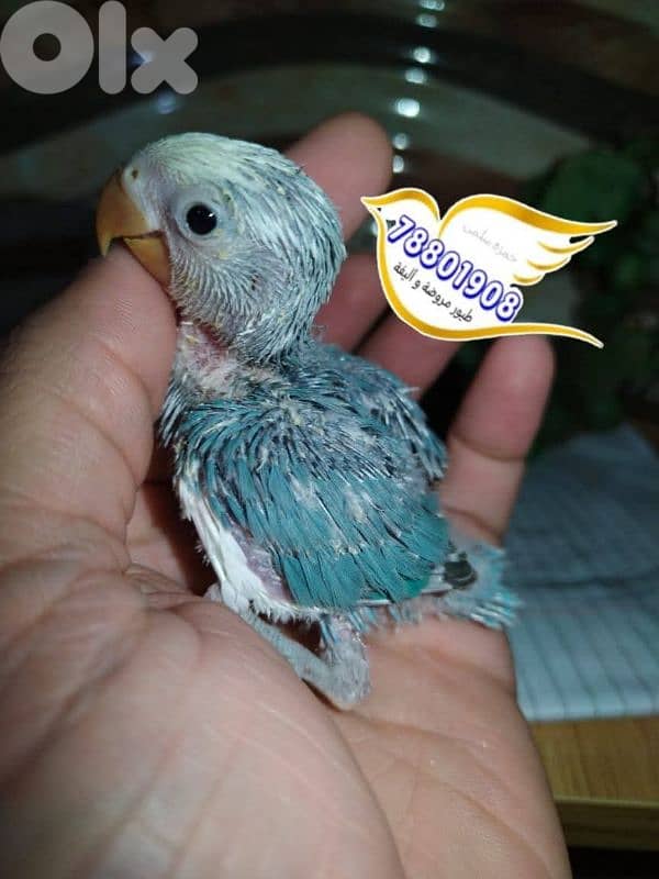 روز ترقيم اوبلاين 0