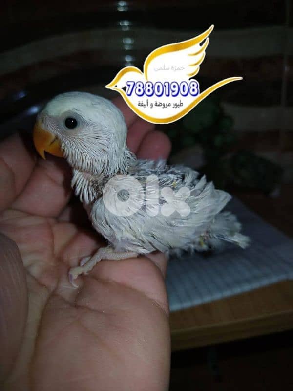 روز ترقيم اوبلاين 1