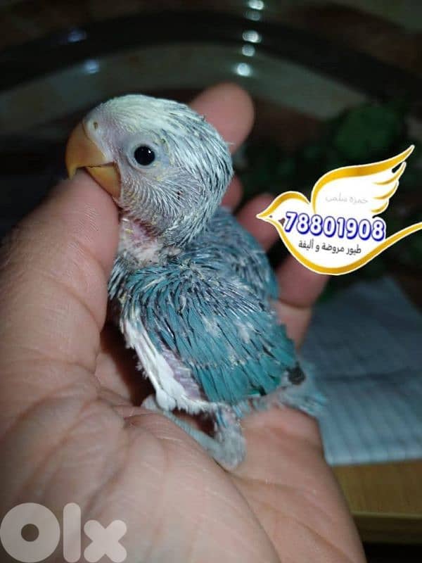 روز ترقيم اوبلاين 2