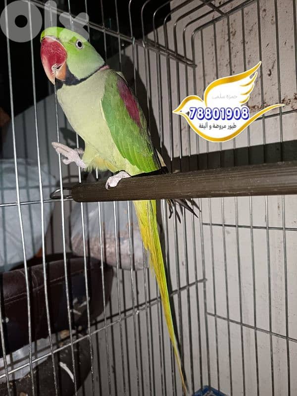 روز ترقيم اوبلاين 3