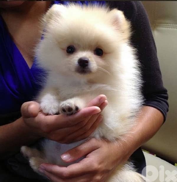 Pomeranian Spitz puppies available in store & delivery available كلاب 0