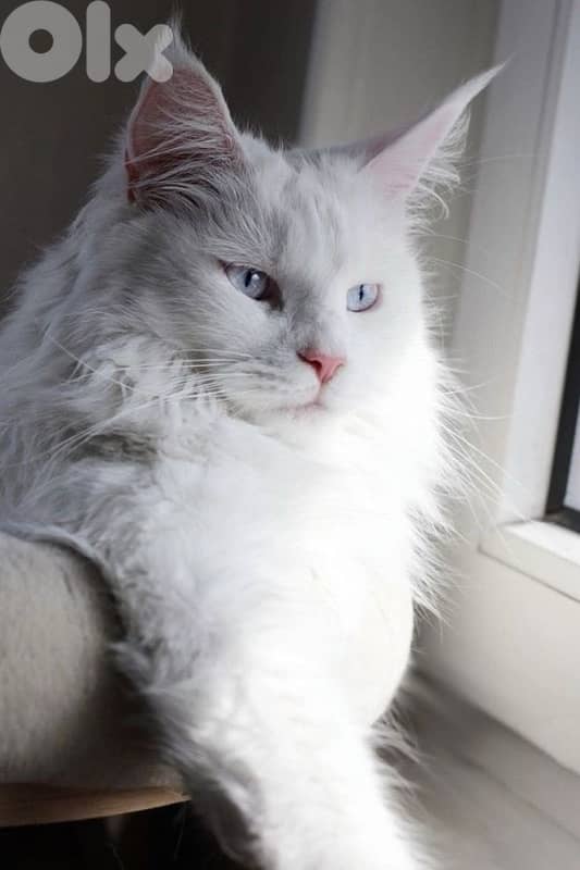 High Quality Maine Coon Kitten Imported Pure Breed Cat قطط ON ORDER 0