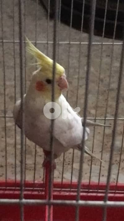 Female Cockatiel Parrot / ببغاء أنثى الكروان