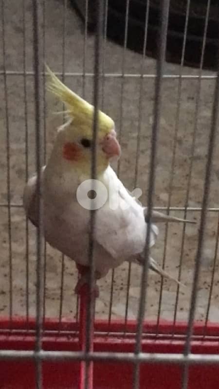 Female Cockatiel Parrot / ببغاء أنثى الكروان 0