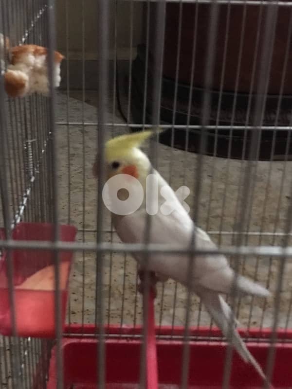 Female Cockatiel Parrot / ببغاء أنثى الكروان 1