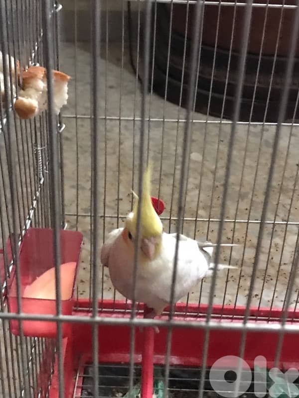 Female Cockatiel Parrot / ببغاء أنثى الكروان 2