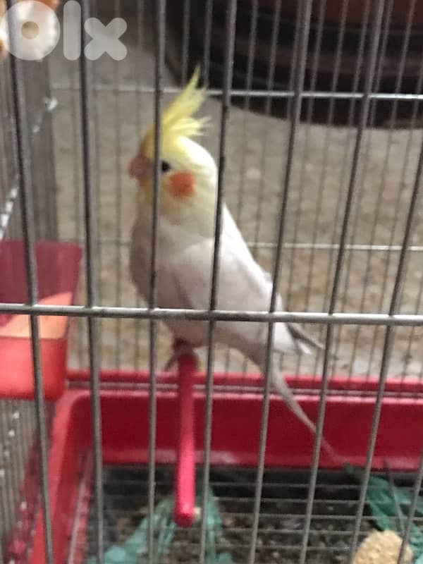 Female Cockatiel Parrot / ببغاء أنثى الكروان 3