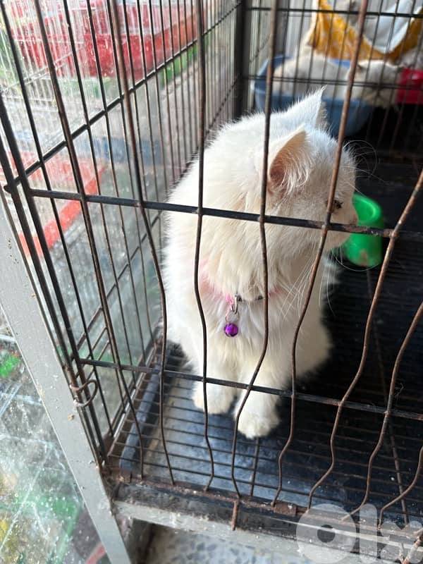 persian cat 0